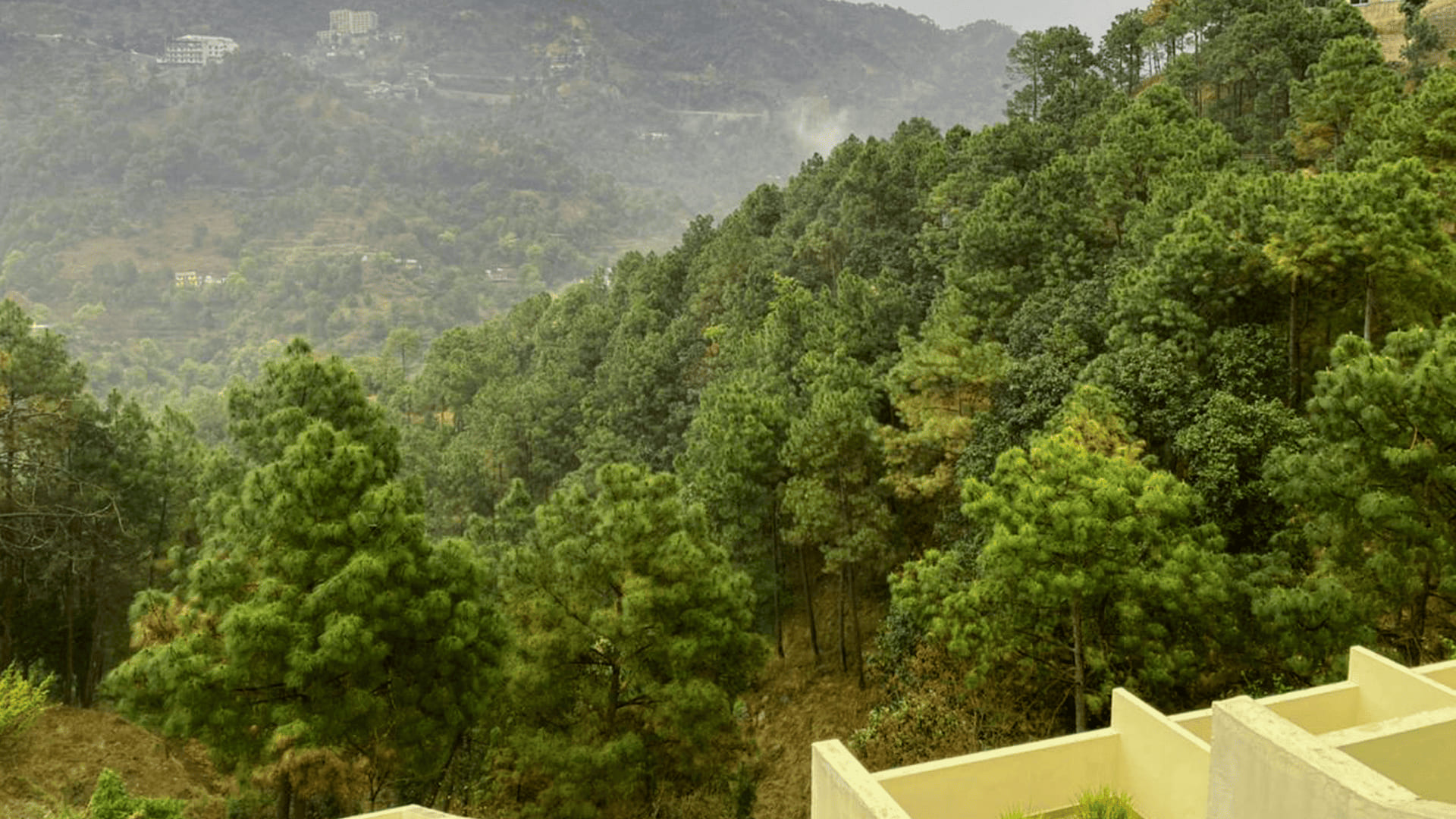 Chir pine covering the slopes below the resort