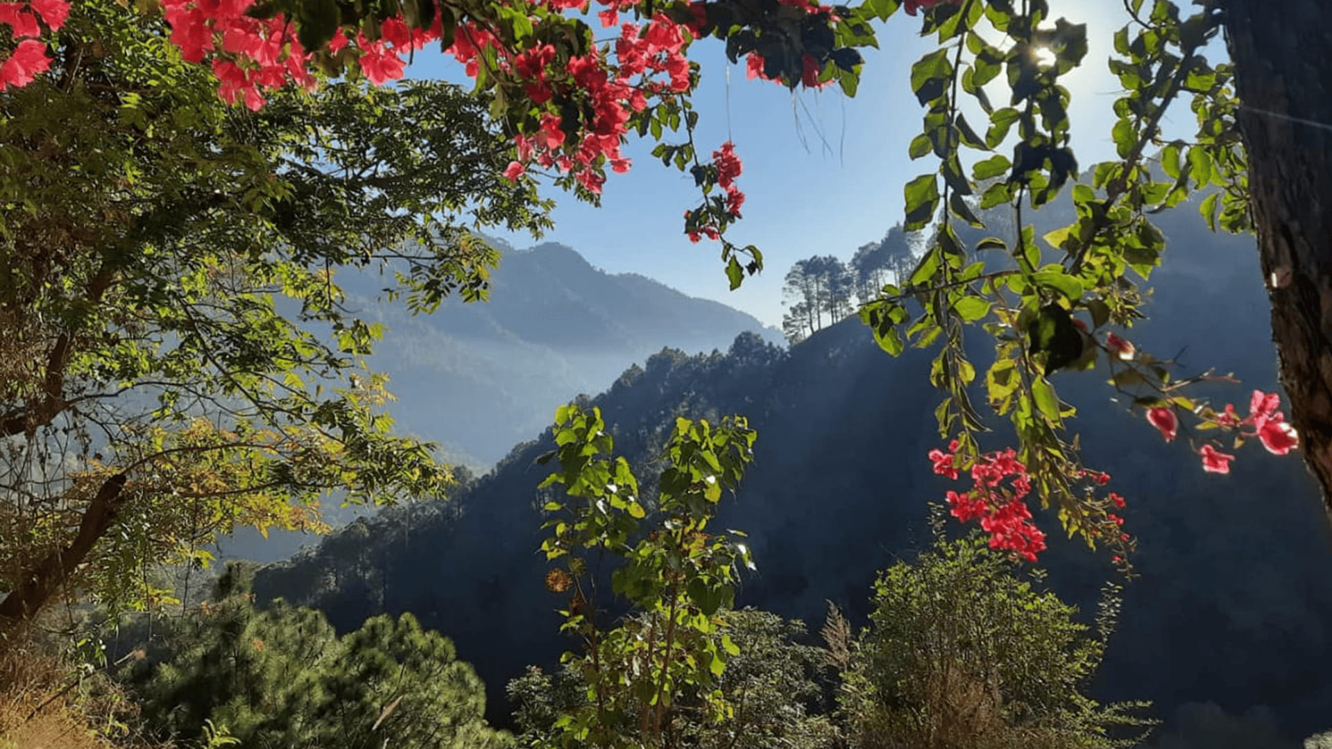 Bougainvillea in flower above a pine valley at Misty Meadows